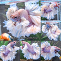 King Feathertail Dumbo Rose Ear Pink Butterfly Premium Betta Fish Male