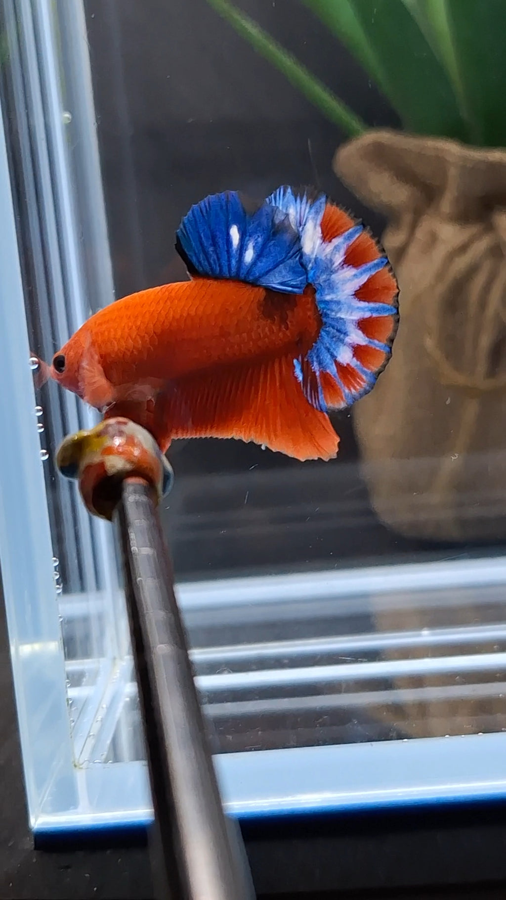 Hellboy Plakat HMPK Betta Fish Male