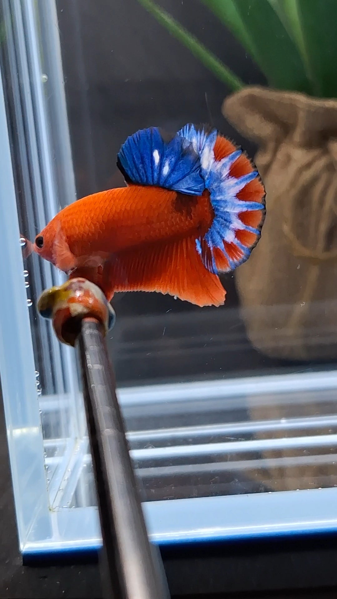 Hellboy Plakat HMPK Betta Fish Male