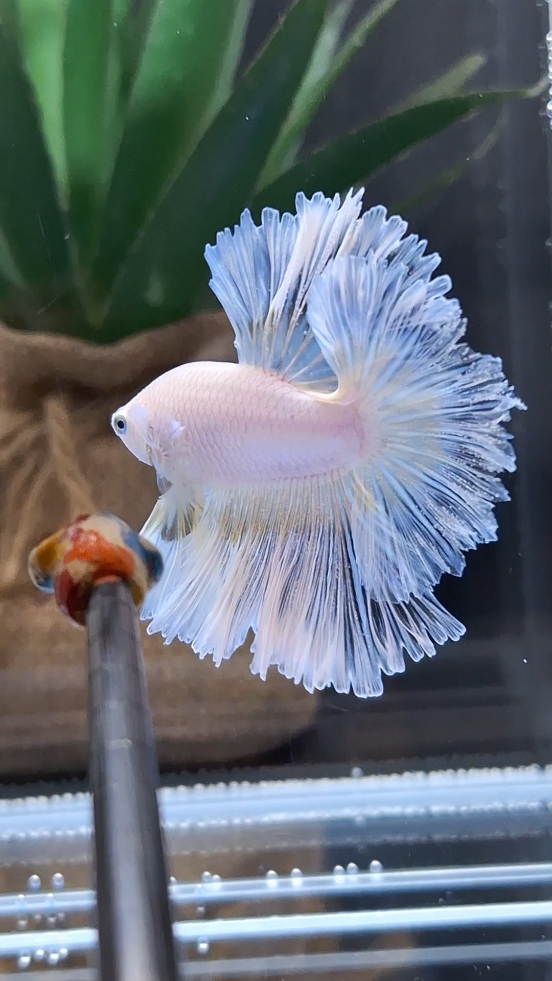 Halfmoon Feathertail Sweet Color Yellow Soft Unicorn Betta Fish Male