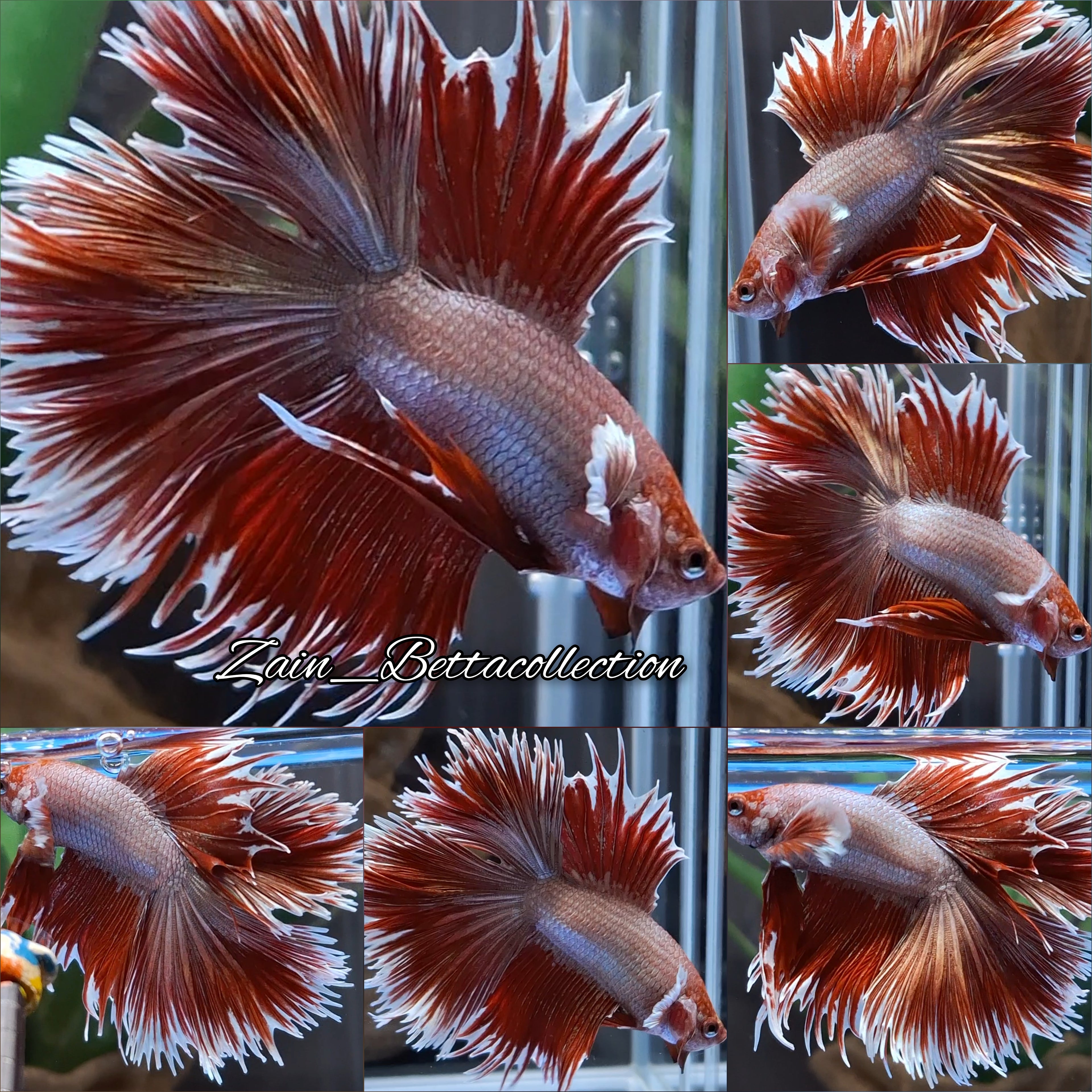 Crowntail Dumbo Ear Rose Gold Double Tail Super Rare Betta Fish Male