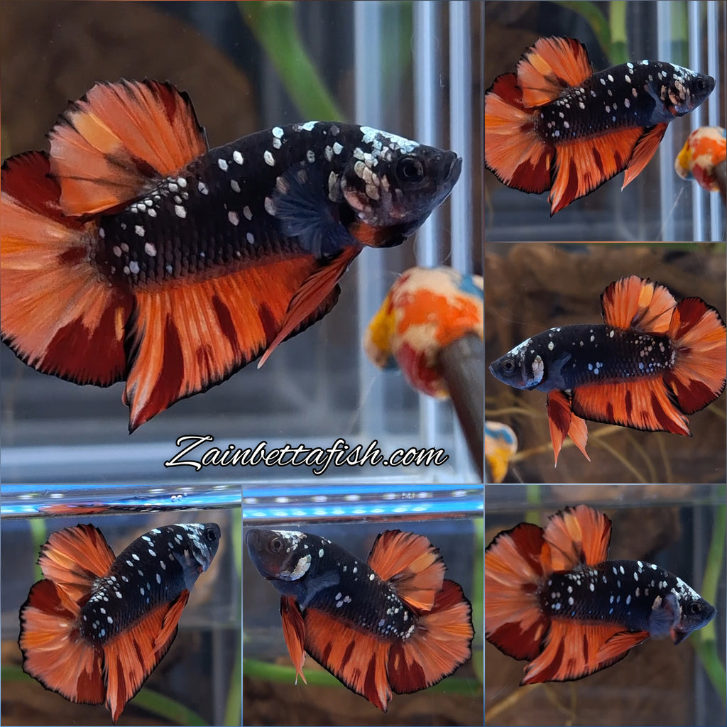 Avatar Nemo Copper Gold Black Variation Plakat HMPK Betta Fish Male