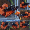 Avatar Nemo Copper Gold Black Variation Plakat HMPK Betta Fish Male