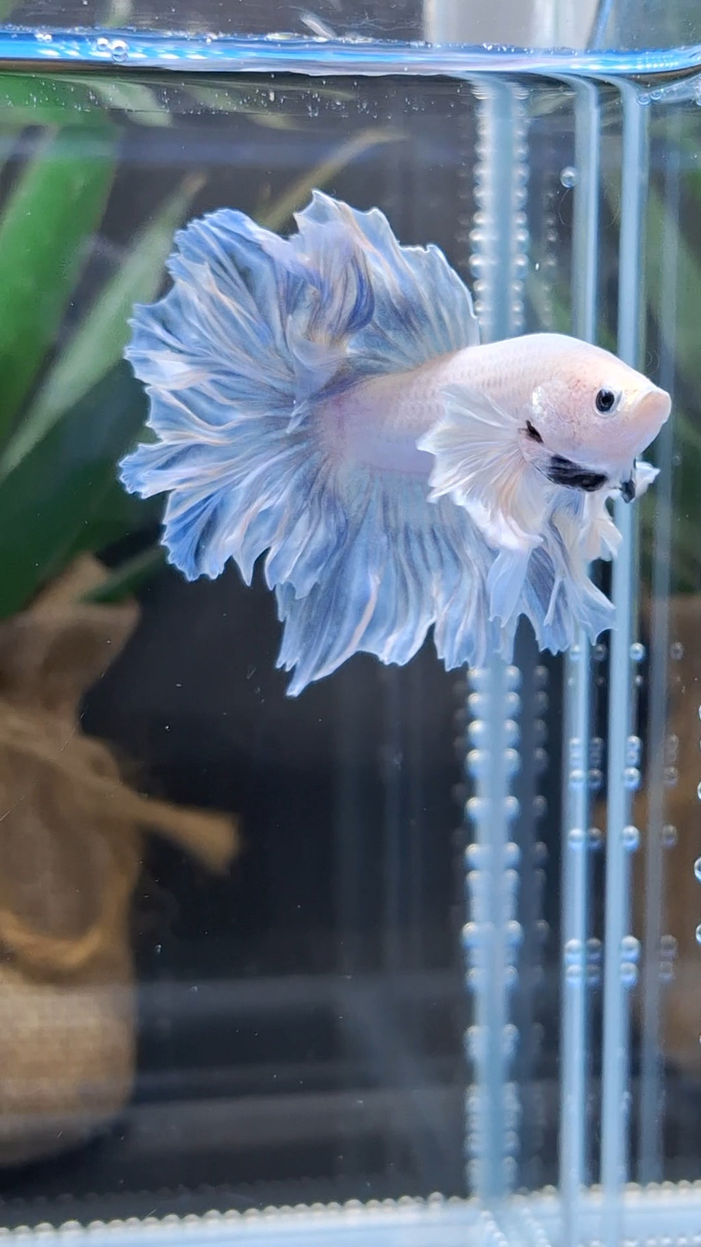 Halfmoon Feathertail Dumbo Ear Blue Sky Betta Fish Male