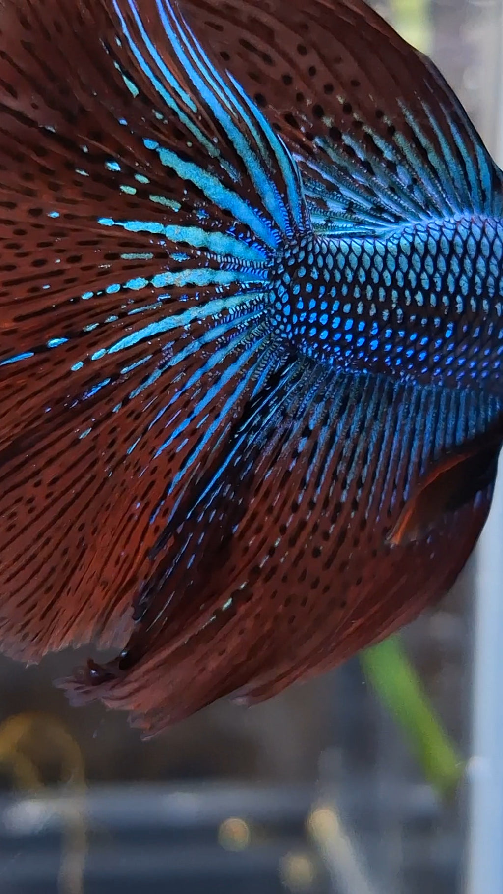 Premium Over Halfmoon Rare Alien Green Wild Betta Fish Male Large Size