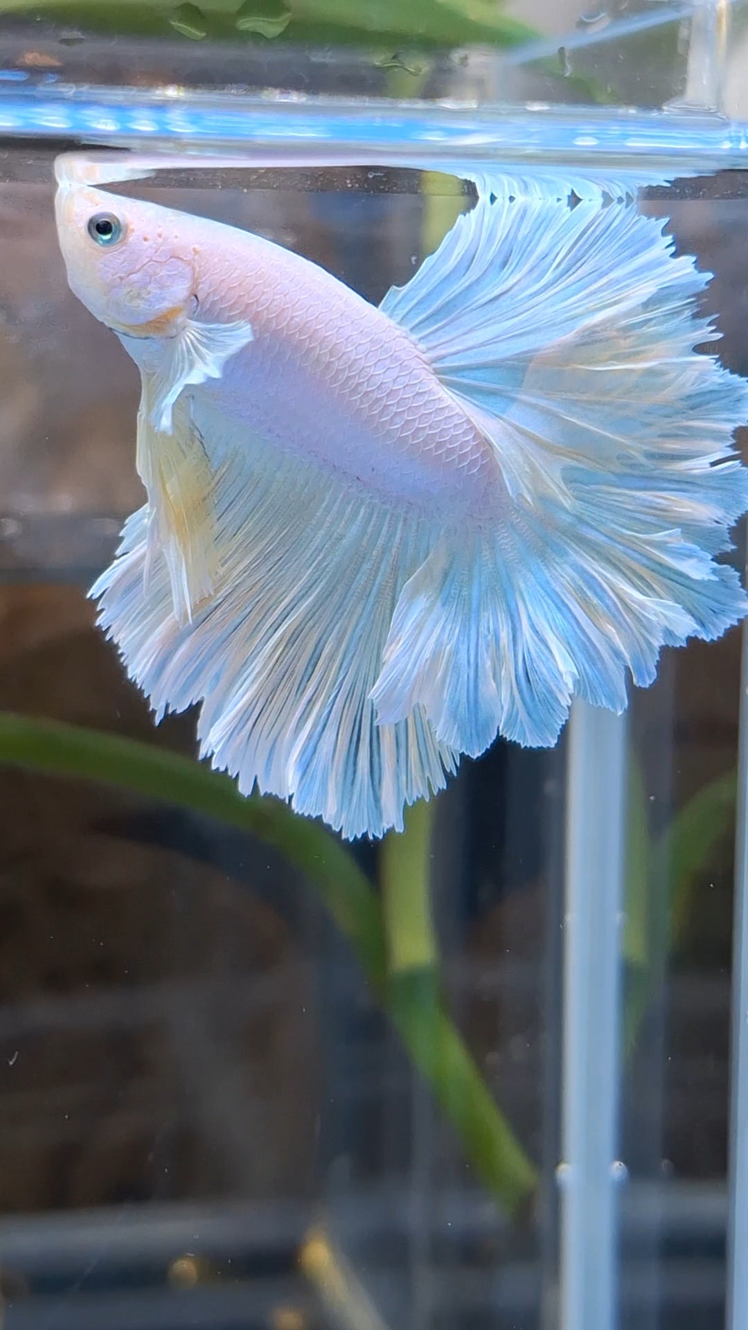 Halfmoon Feathertail Unicorn Betta Fish Male