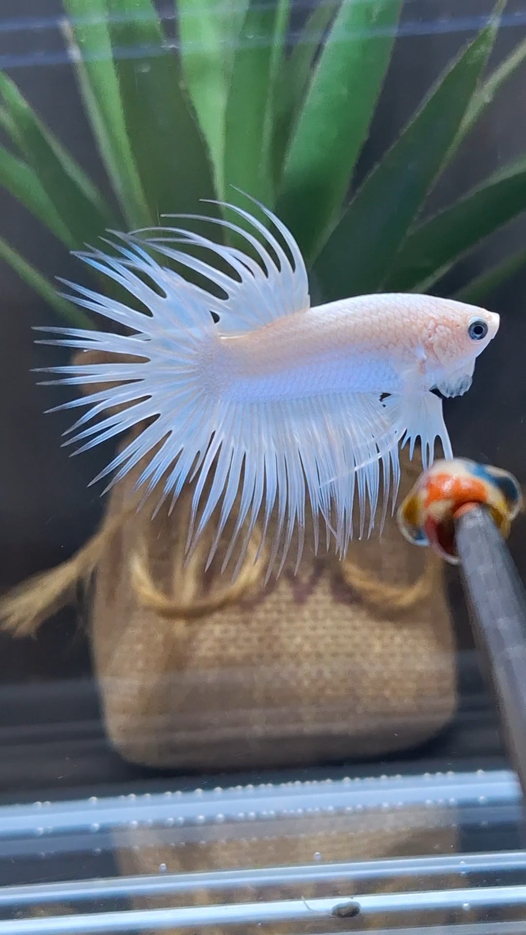 Premium Crowntail White Platinum Betta Fish Male
