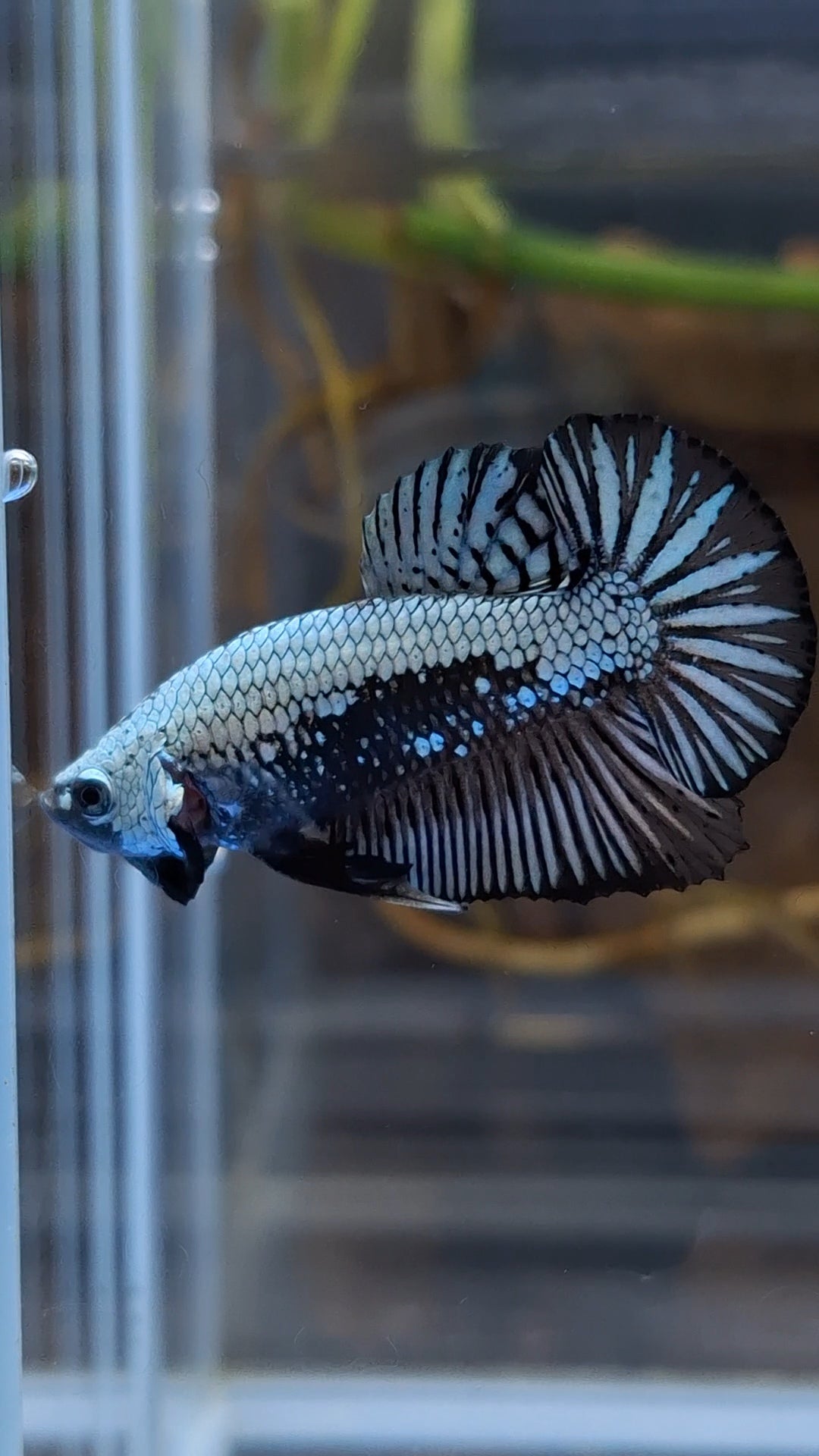 Samurai Plakat HMPK Betta Fish Male