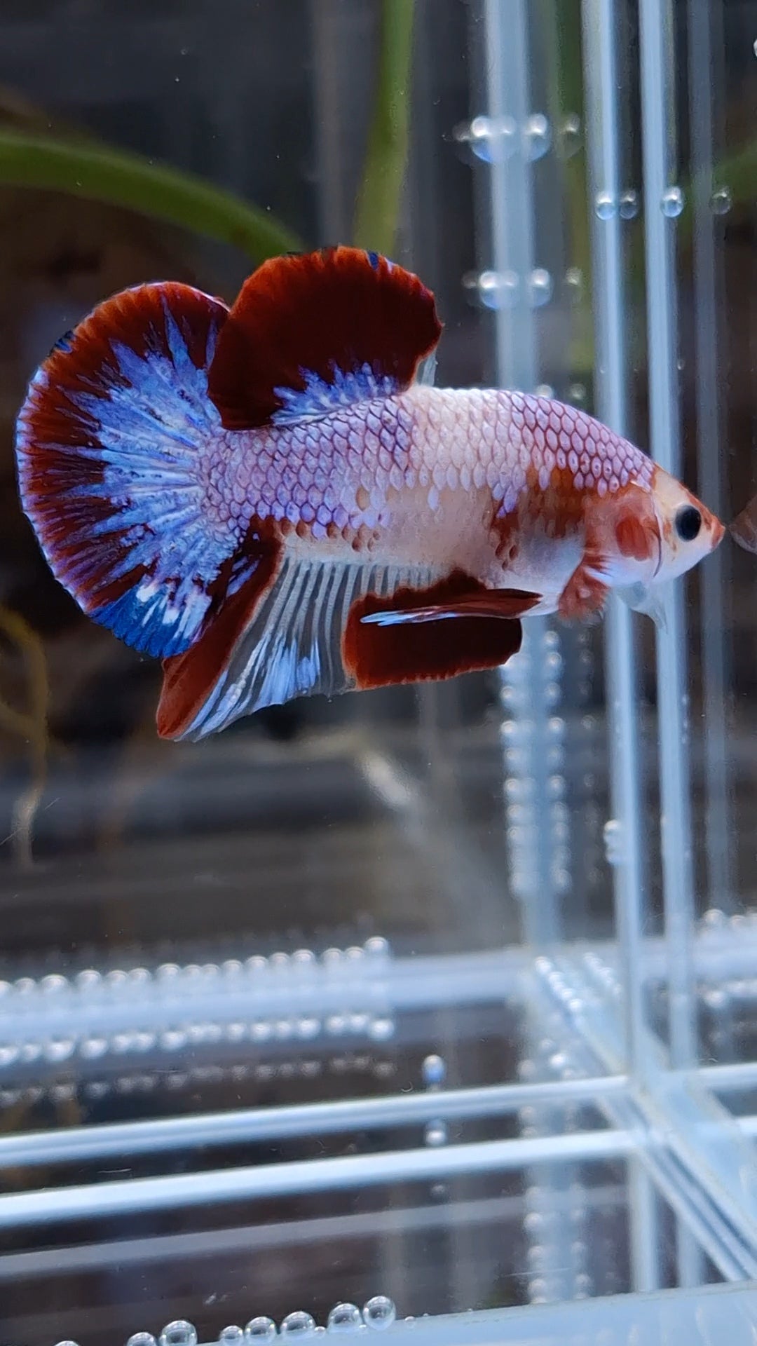 Purple Unique Color AOC Rare Plakat HMPK Betta Fish Male