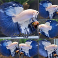 Halfmoon Blue Rim Betta Fish Male