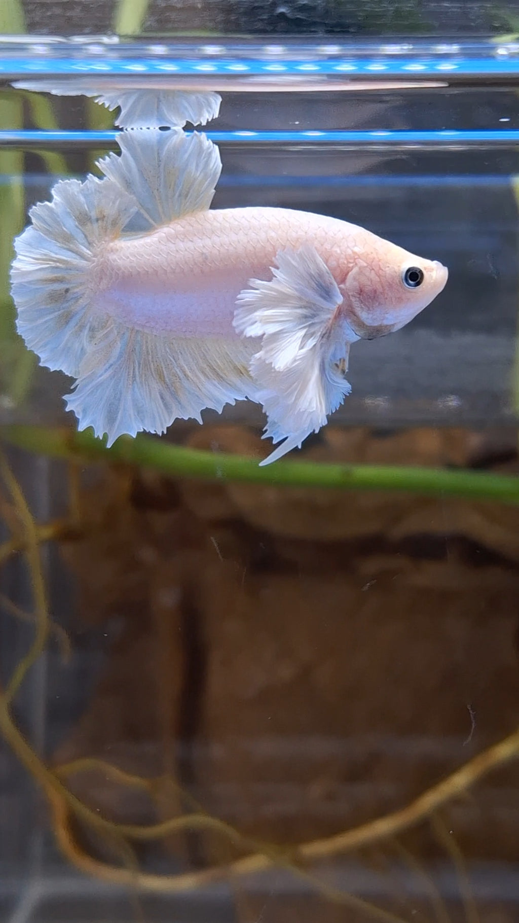 Premium Super Dumbo Ear Rose Rare Betta Fish Male