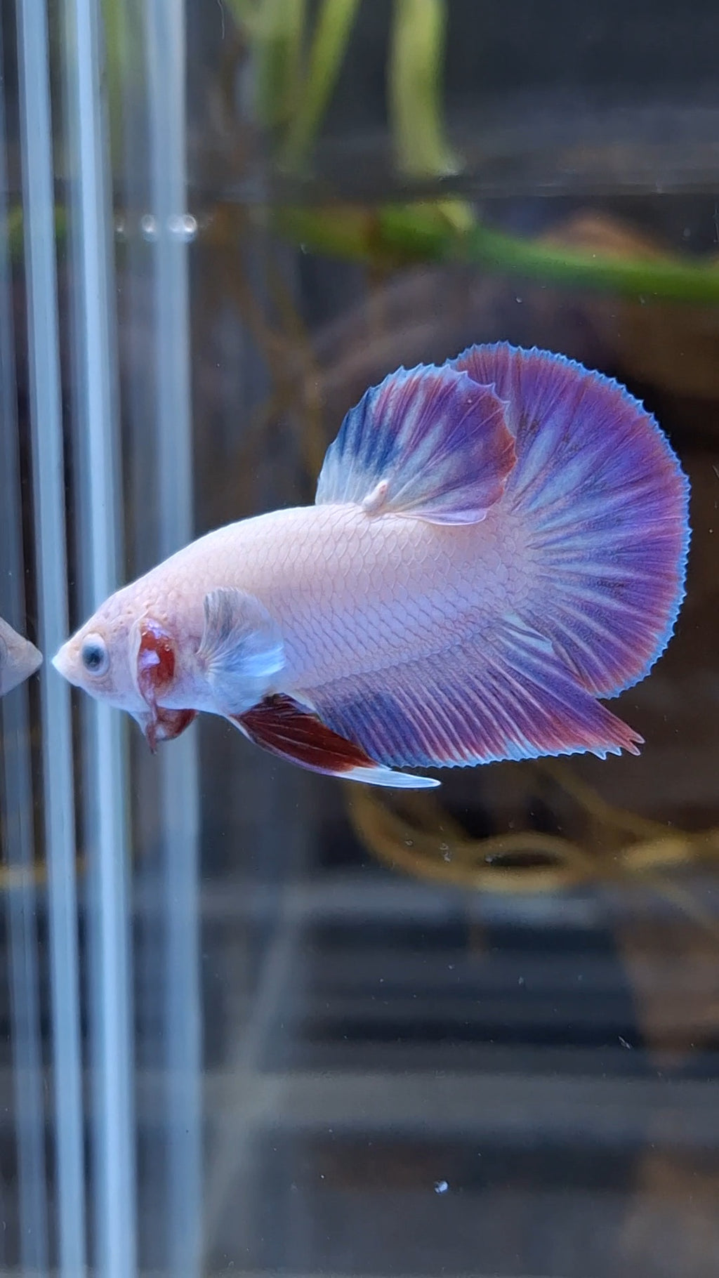 Hologram Aurora Pink Purple Plakat HMPK Rare Betta Fish Male