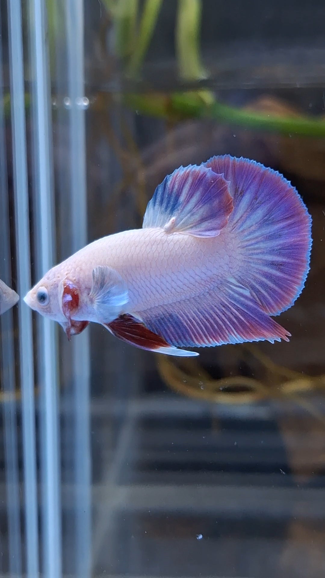 Hologram Aurora Pink Purple Plakat HMPK Rare Betta Fish Male