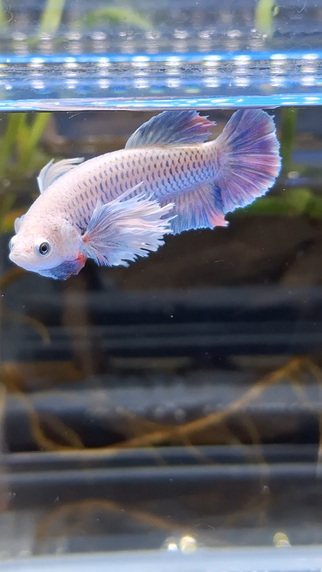 Dumbo Ear Halfmoon Purple Rainbow Female Betta Fish For Sorority / Breed