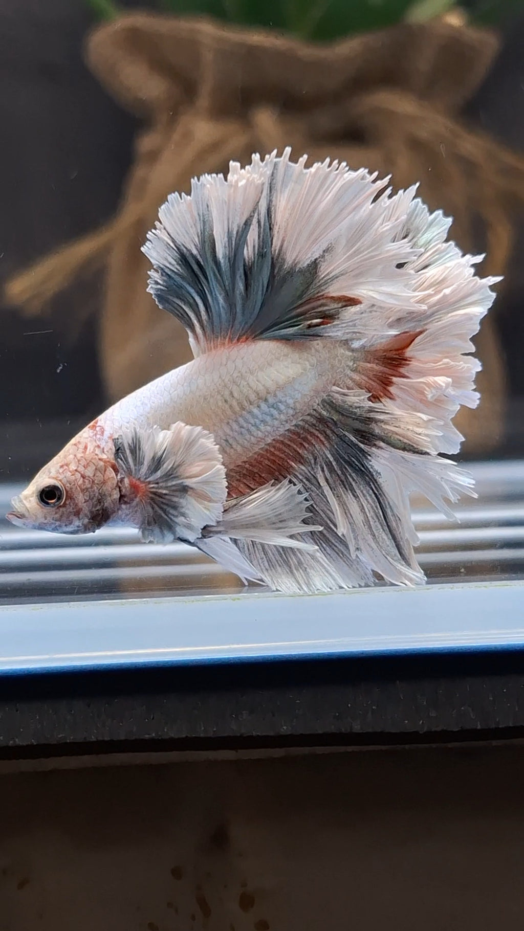 King Feathertail Dumbo Ear Pastel Copper Betta Fish Male