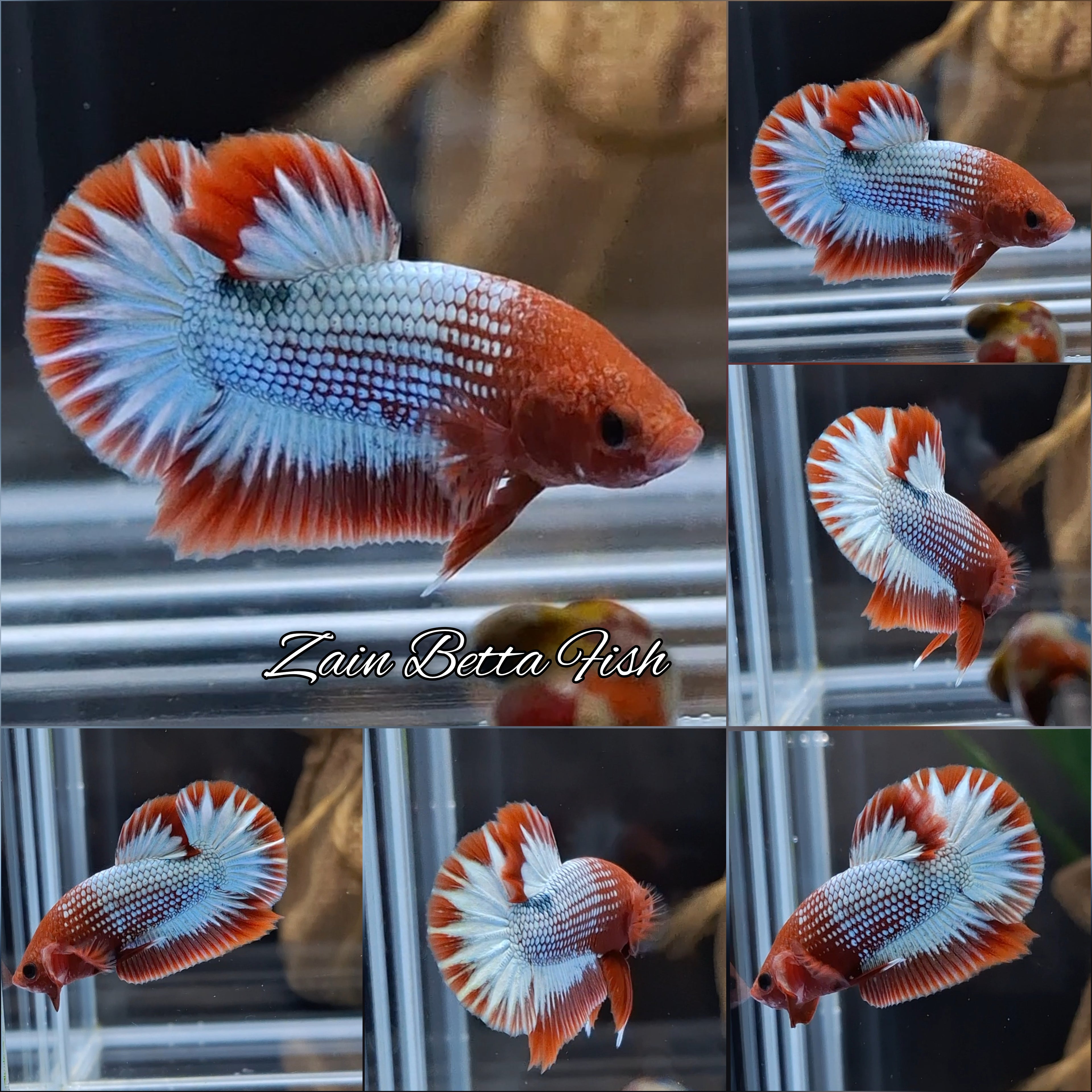 Red Fancy Copper FCCP Startail Plakat HMPK Betta Fish Male