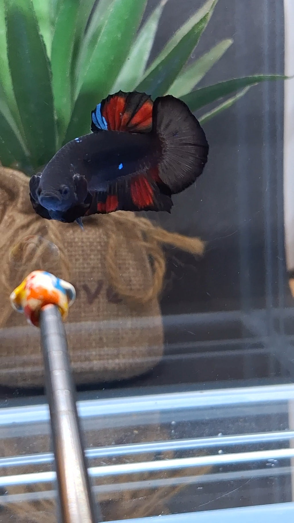 Avatar Black Red Vampire Fire Plakat HMPK Betta Fish Male