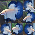 Halfmoon Blue Rim Betta Fish Male