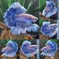 King Feathertail Grizzle Butterfly Betta Fish Male