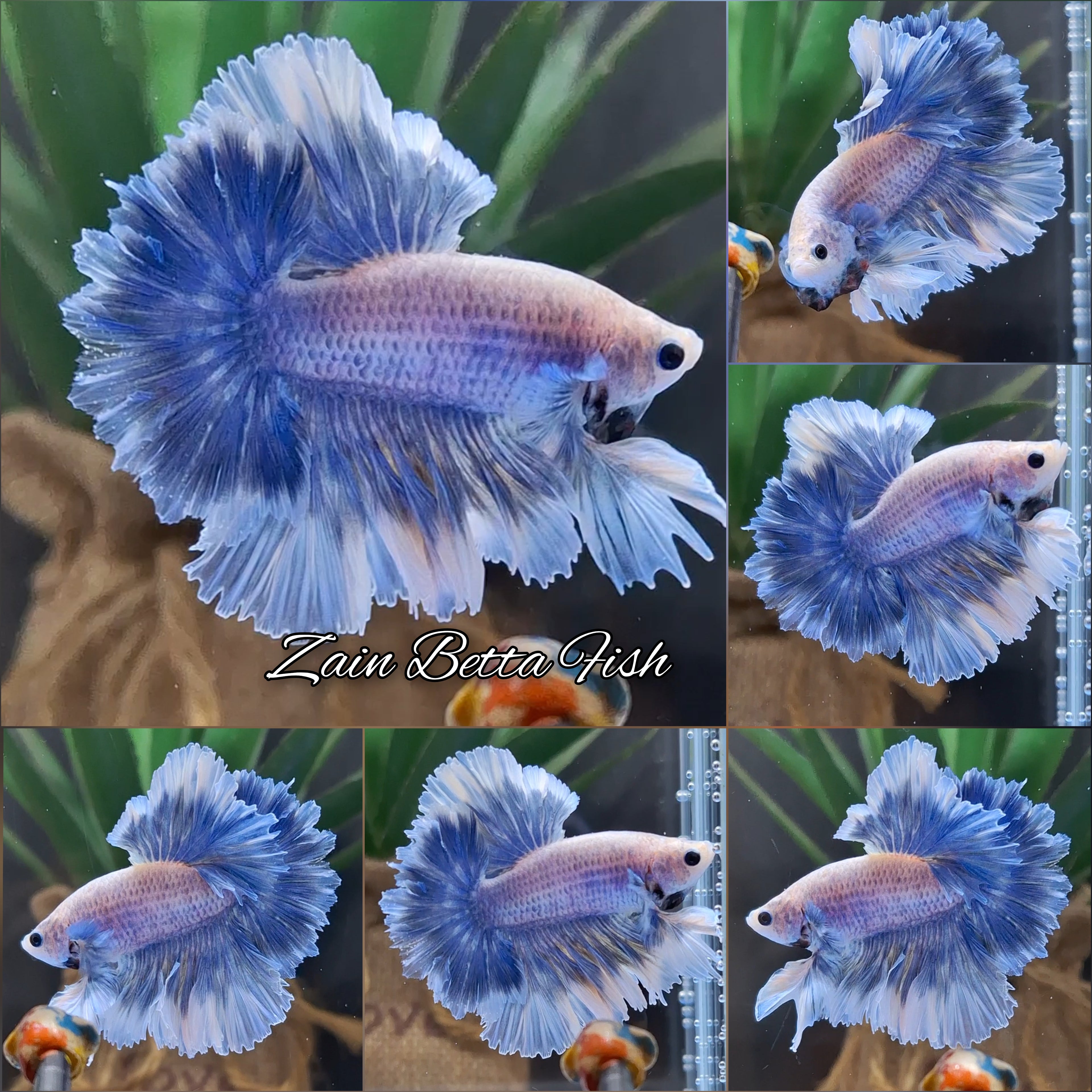 King Feathertail Grizzle Butterfly Betta Fish Male