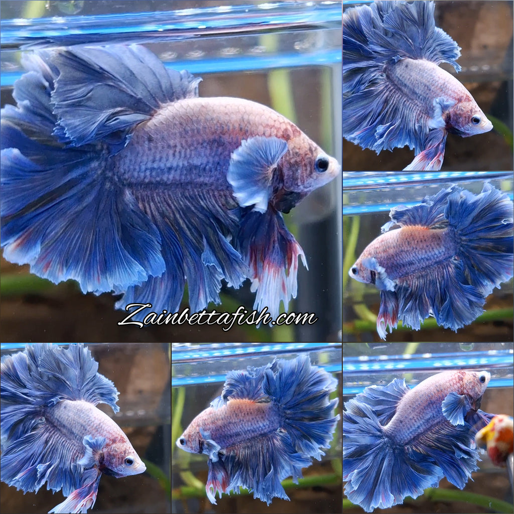 King Feathertail Big Ear Grizzle Betta Fish Male