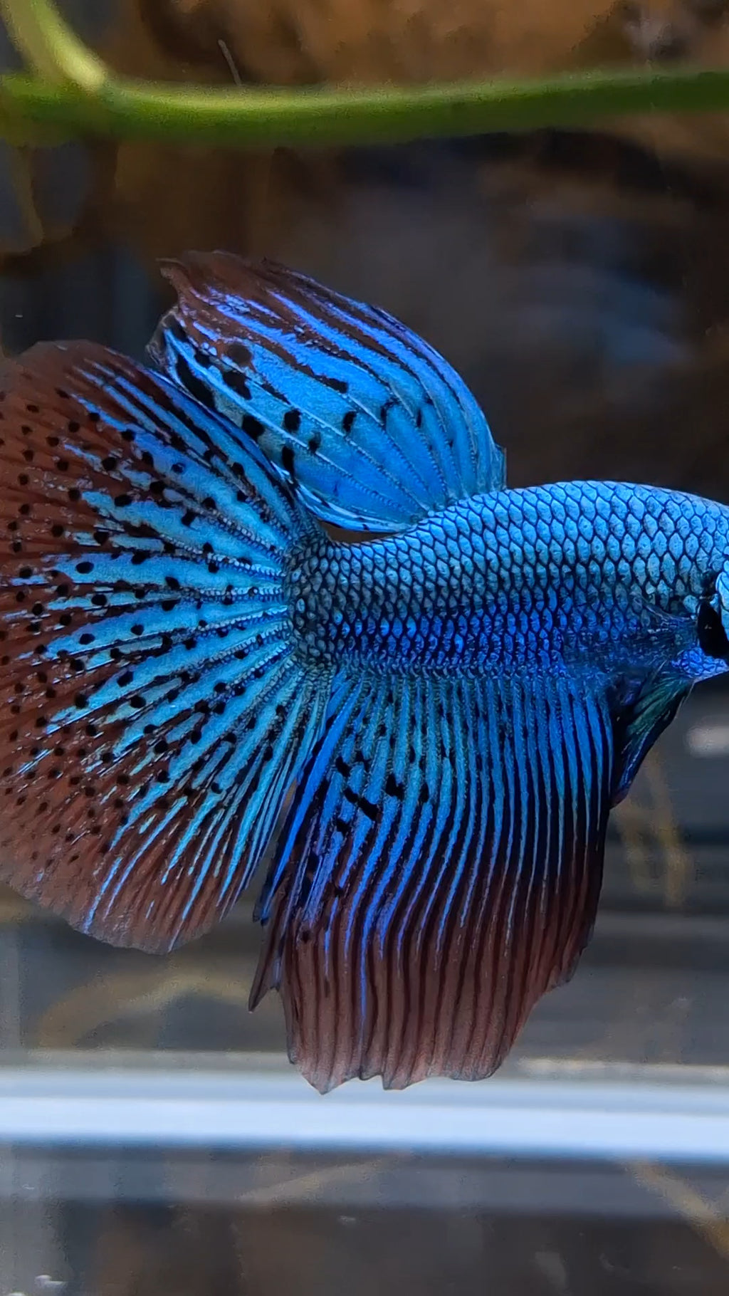 Premium Halfmoon Rare Alien Green Wild Betta Fish Male