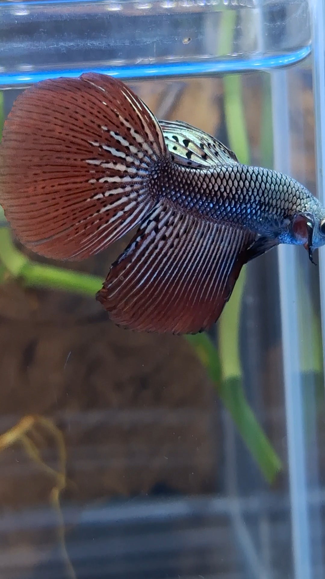 Halfmoon Rare Alien Copper Wild Betta Fish Male