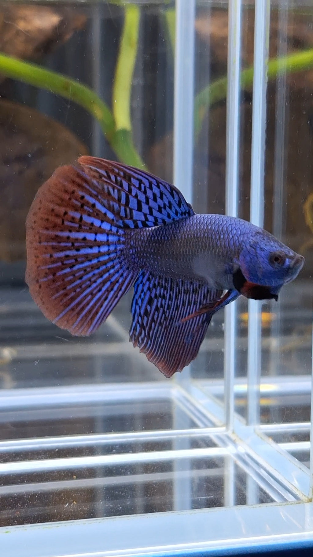 Alien Long Fins Blue Delta Tail Rare Wild Betta Fish Male