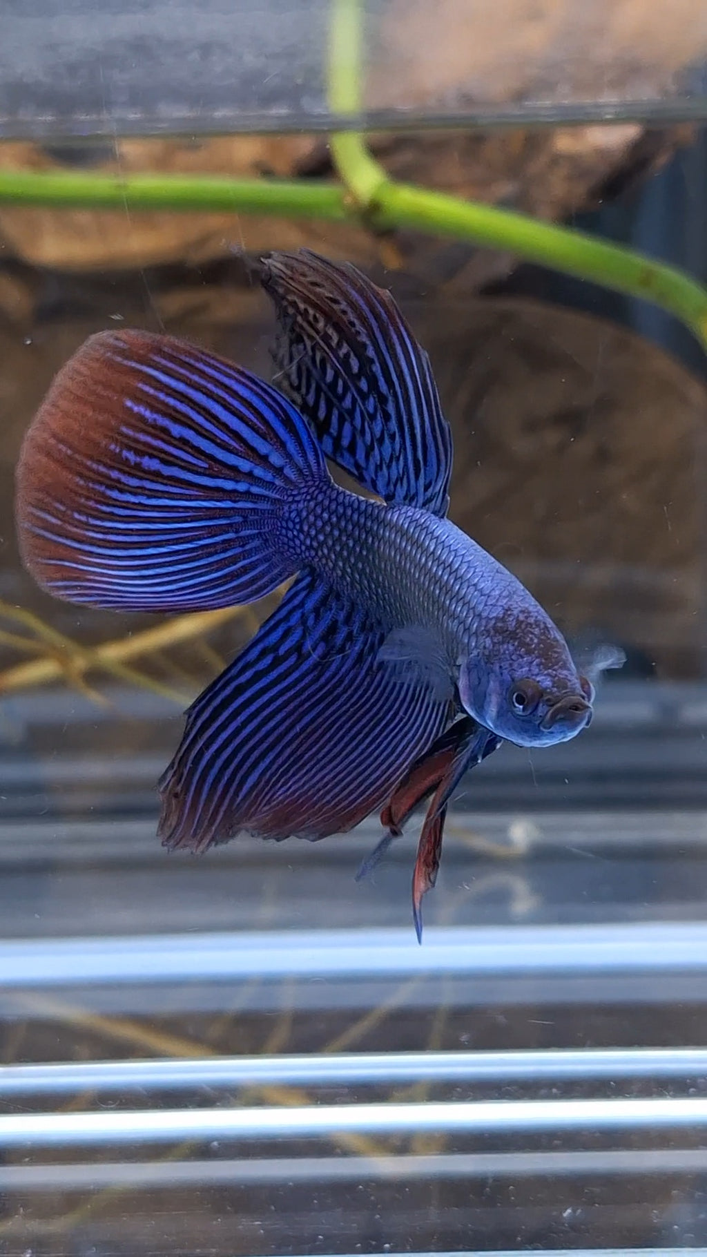 Alien Long Fins Blue Delta Tail Rare Wild Betta Fish Male