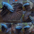 Halfmoon Black Dragon Copper Betta Fish Male