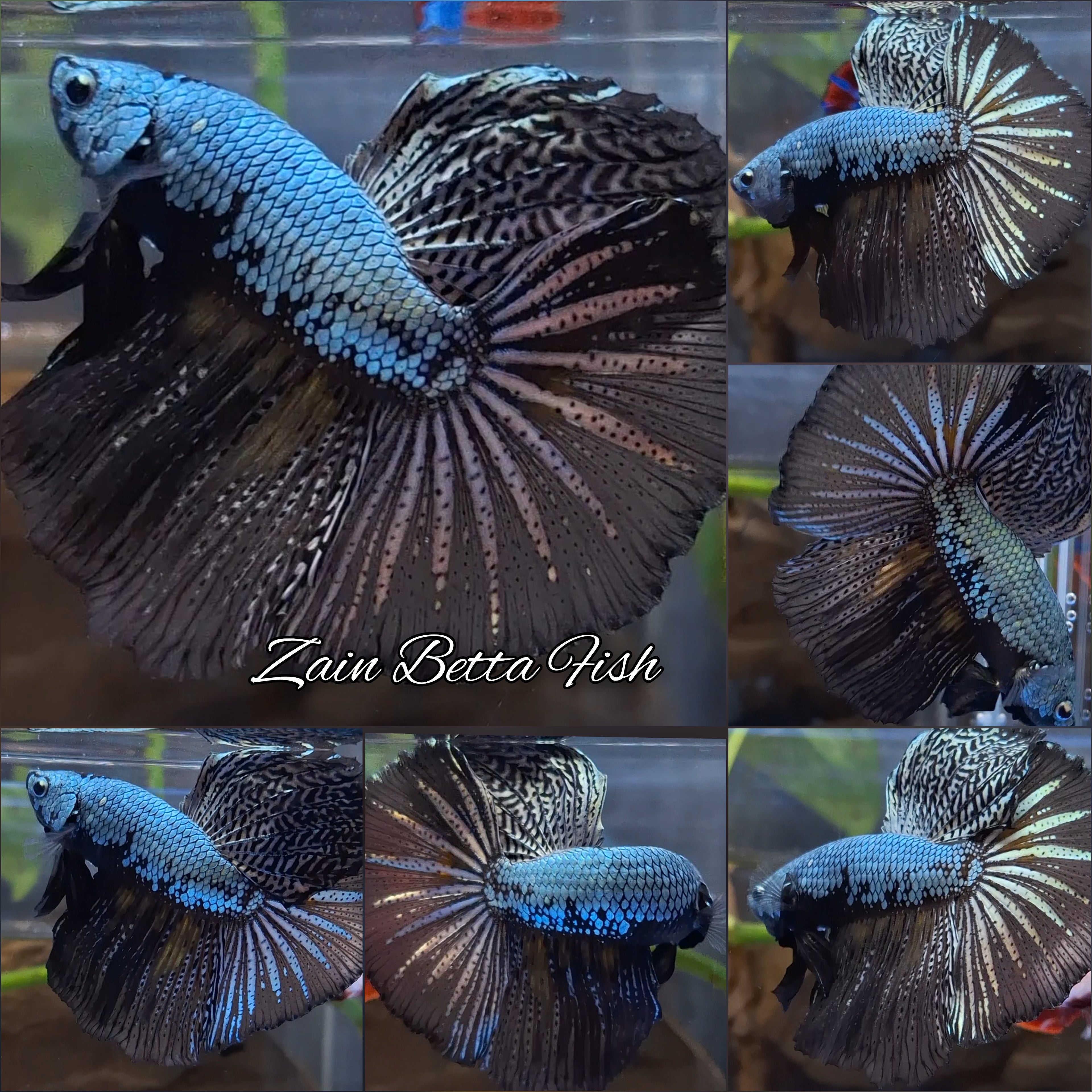 Halfmoon Black Dragon Copper Betta Fish Male