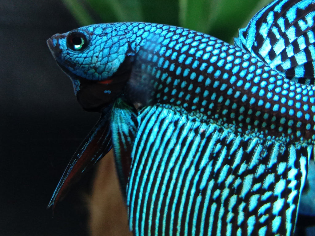 Luxury Halfmoon Alien Green Rare Wild Betta Hybrid Male