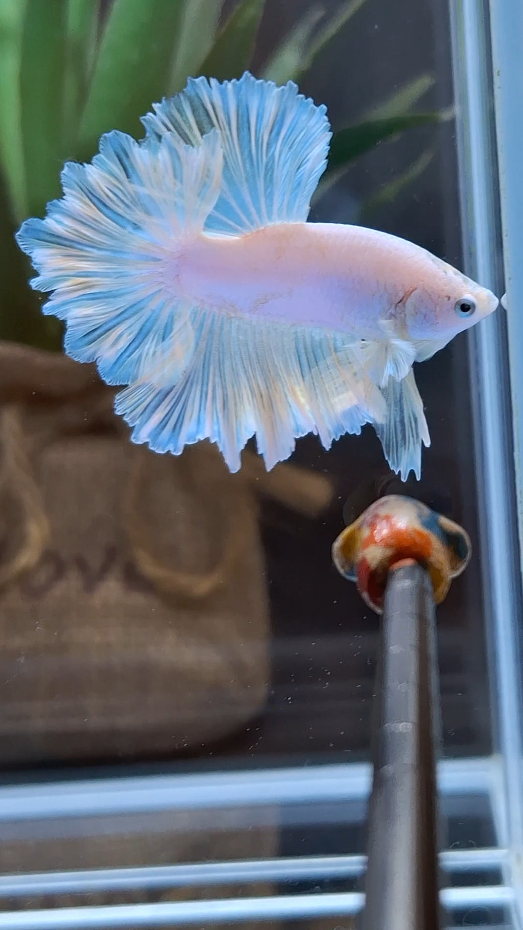 King Feathertail Soft Gold Unicorn Rare Betta Fish Male