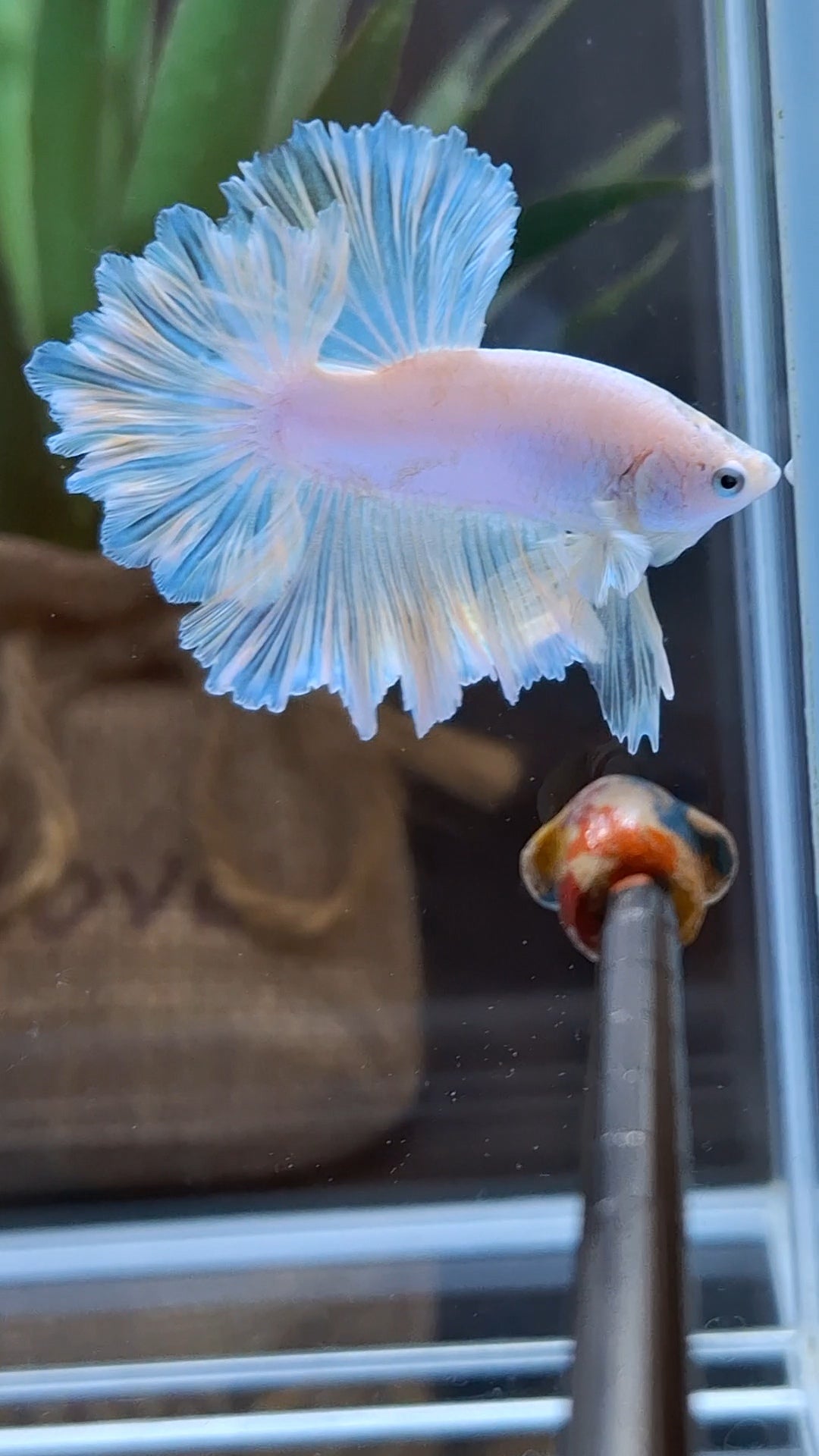 King Feathertail Soft Gold Unicorn Rare Betta Fish Male
