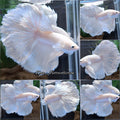OHM Halfmoon Rosetail White Platimum Betta Fish Male