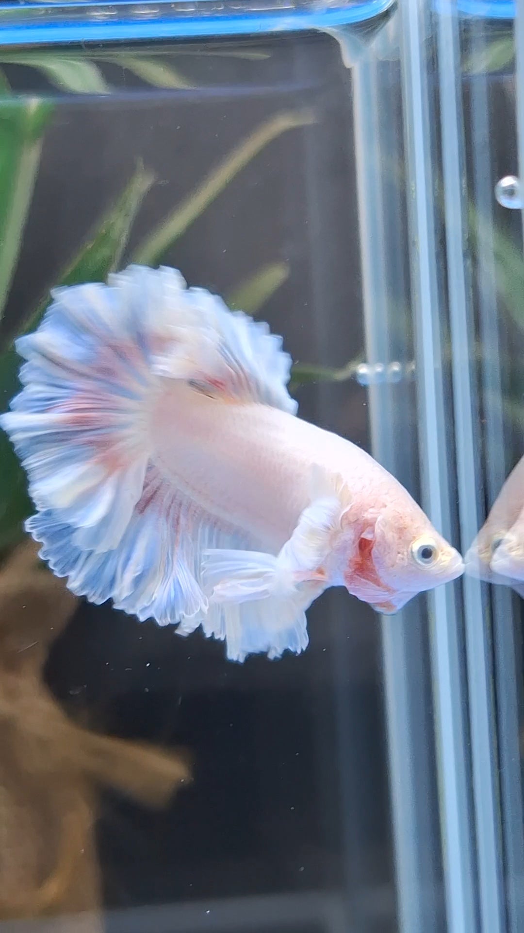King Feathertail Pink Butterfly Dumbo Ear Junior Rose Ear Betta Fish Male