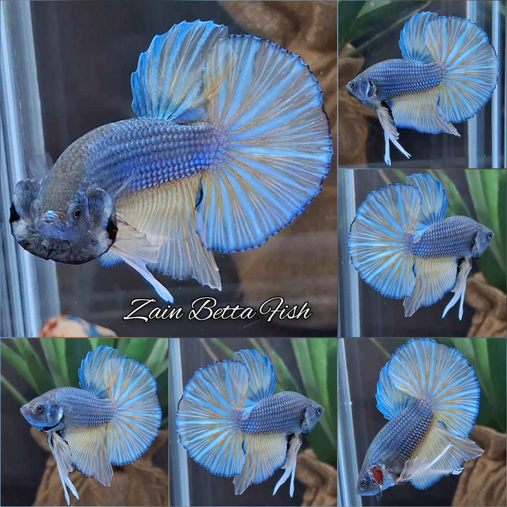 Mustard Gas Big Tail HMPK Betta Fish Male