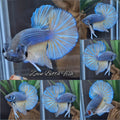 Mustard Gas Big Tail HMPK Betta Fish Male