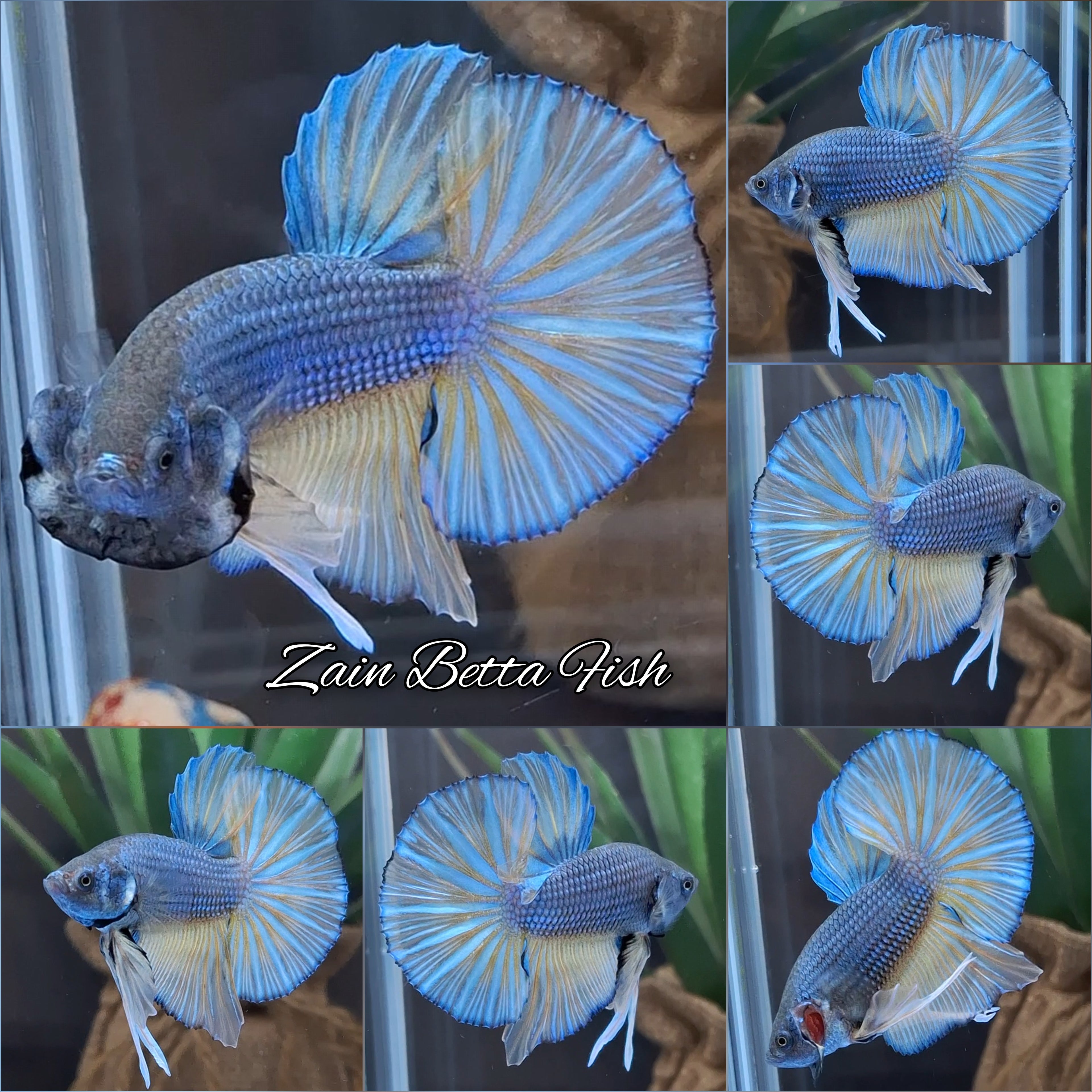 Mustard Gas Big Tail HMPK Betta Fish Male