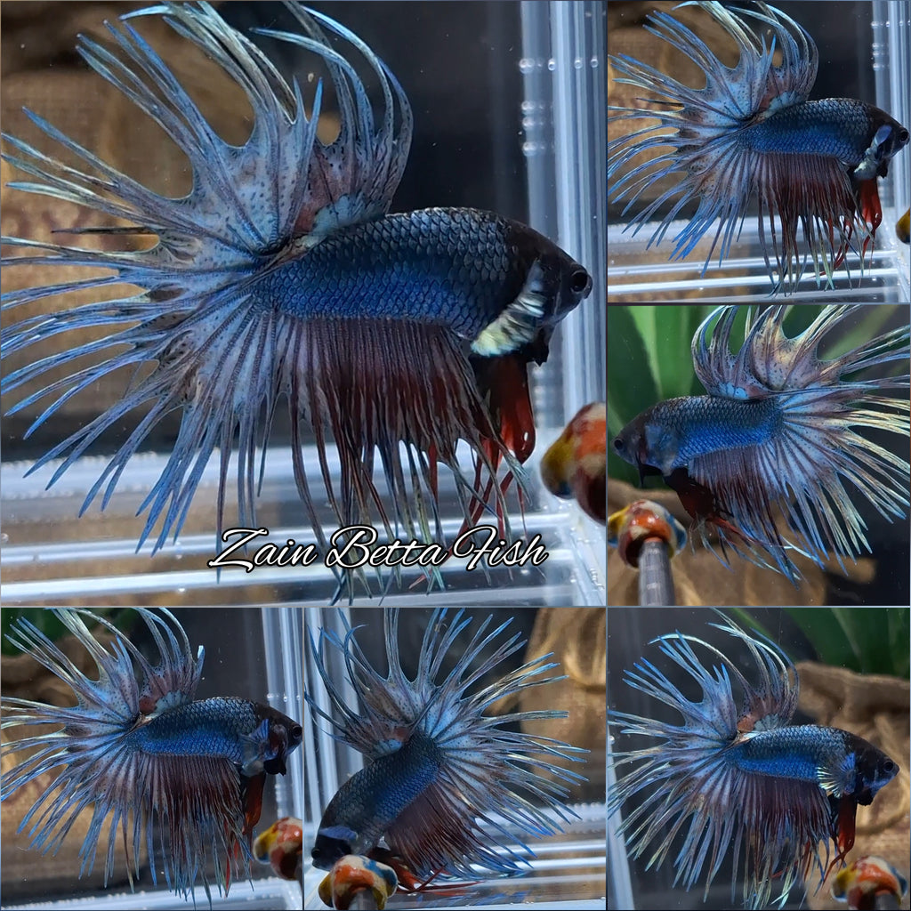 Crowntail Copper Black Head Premium Betta Fish Male