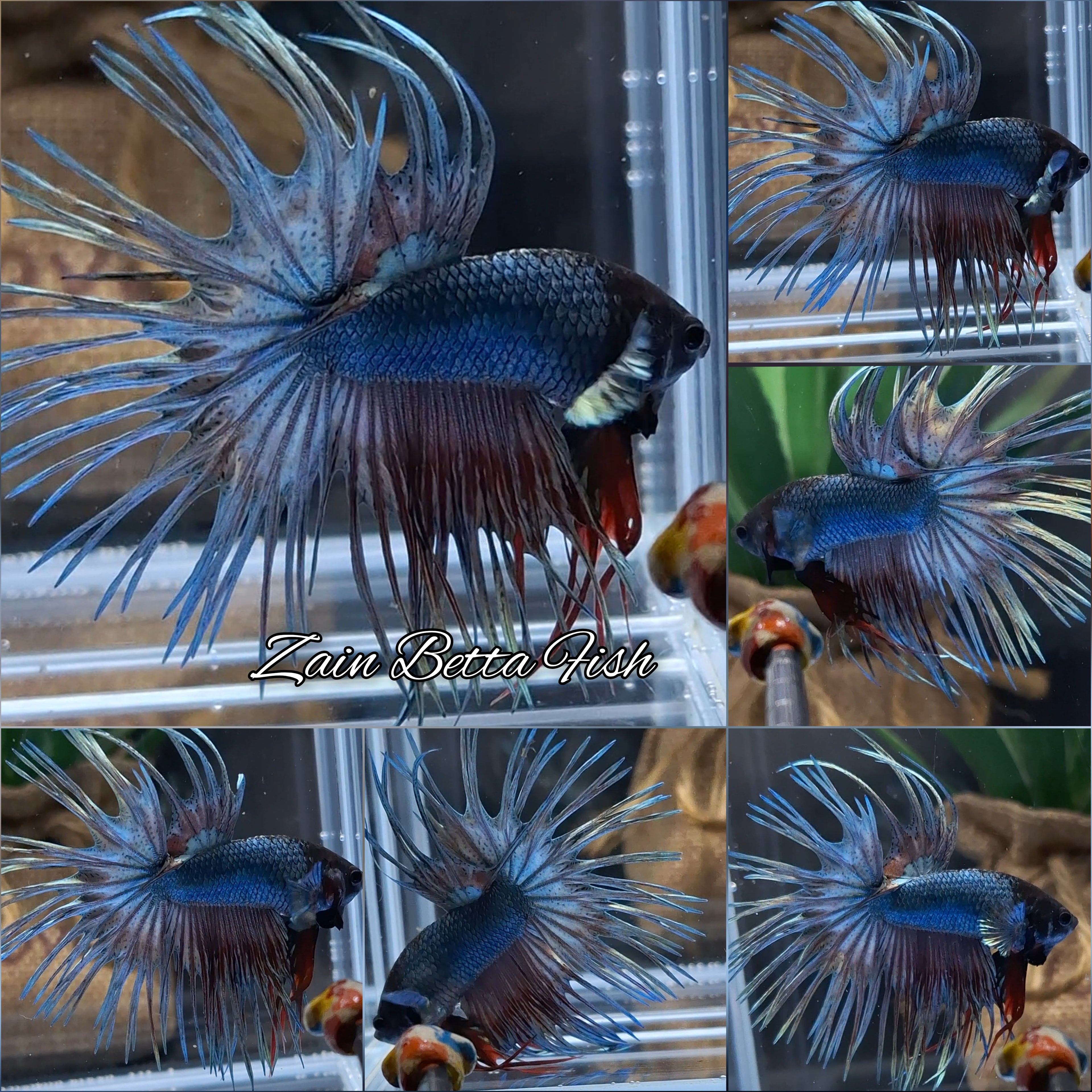 Crowntail Copper Black Head Premium Betta Fish Male