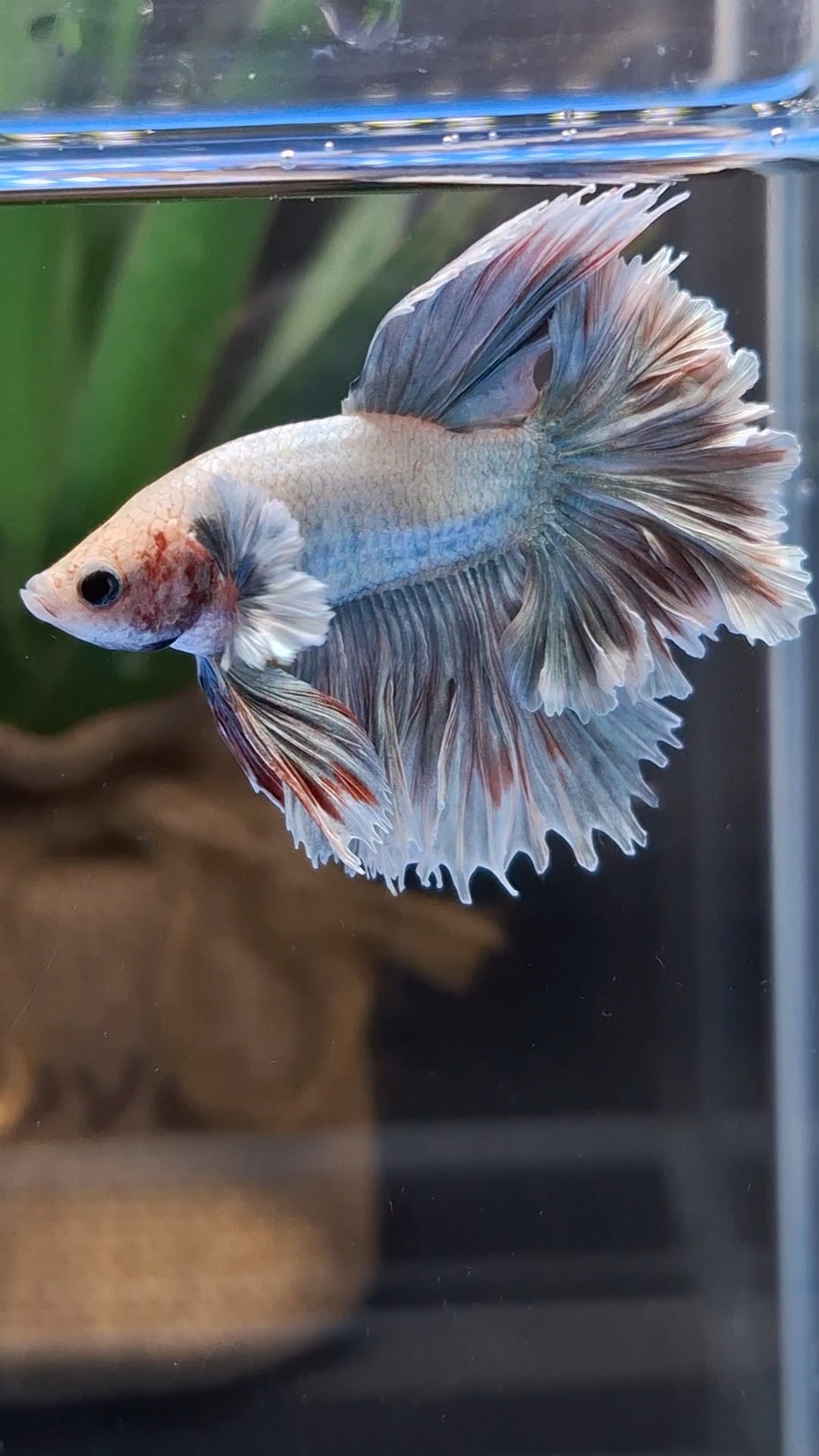 King Feathertail Dumbo Pastel Copper Betta Fish Male
