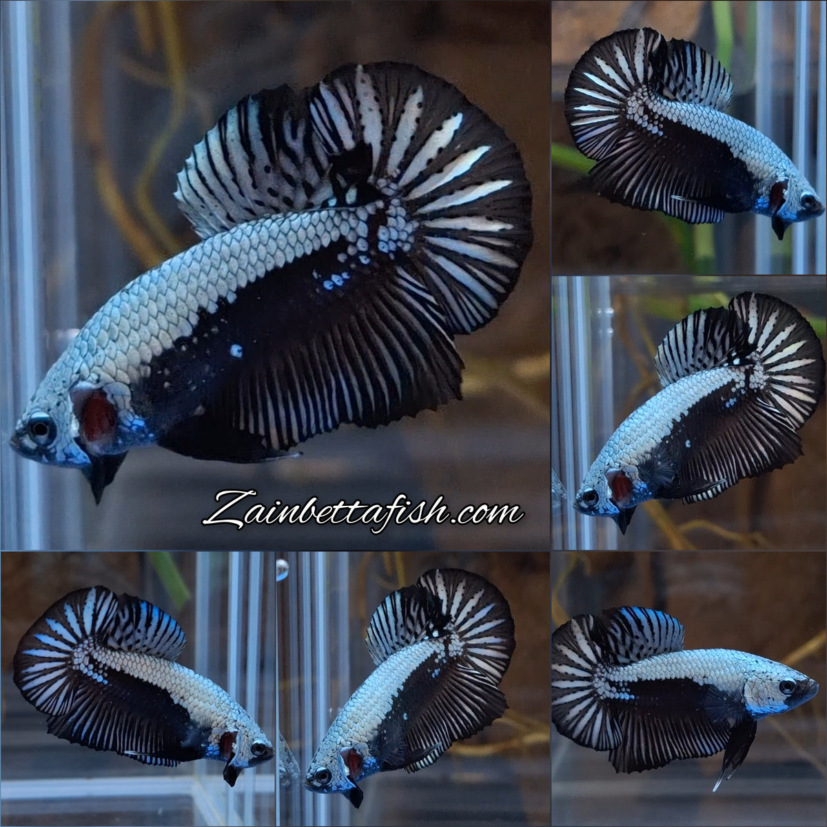Samurai Plakat HMPK Betta Fish Male