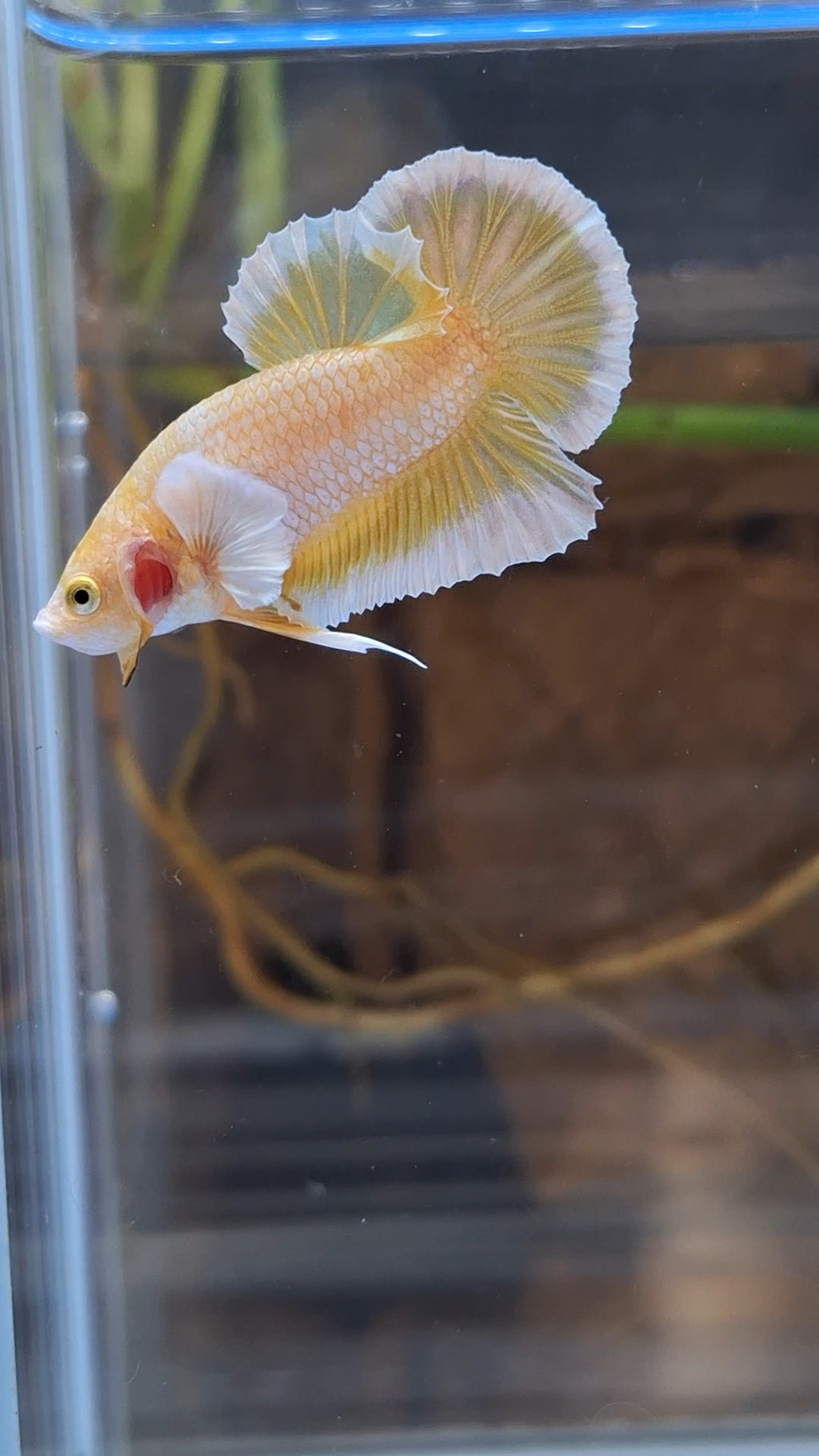 Gold Big Ear Butterfly Plakat Betta Fish Male