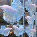 Halfmoon Feathertail Unicorn Betta Fish Male