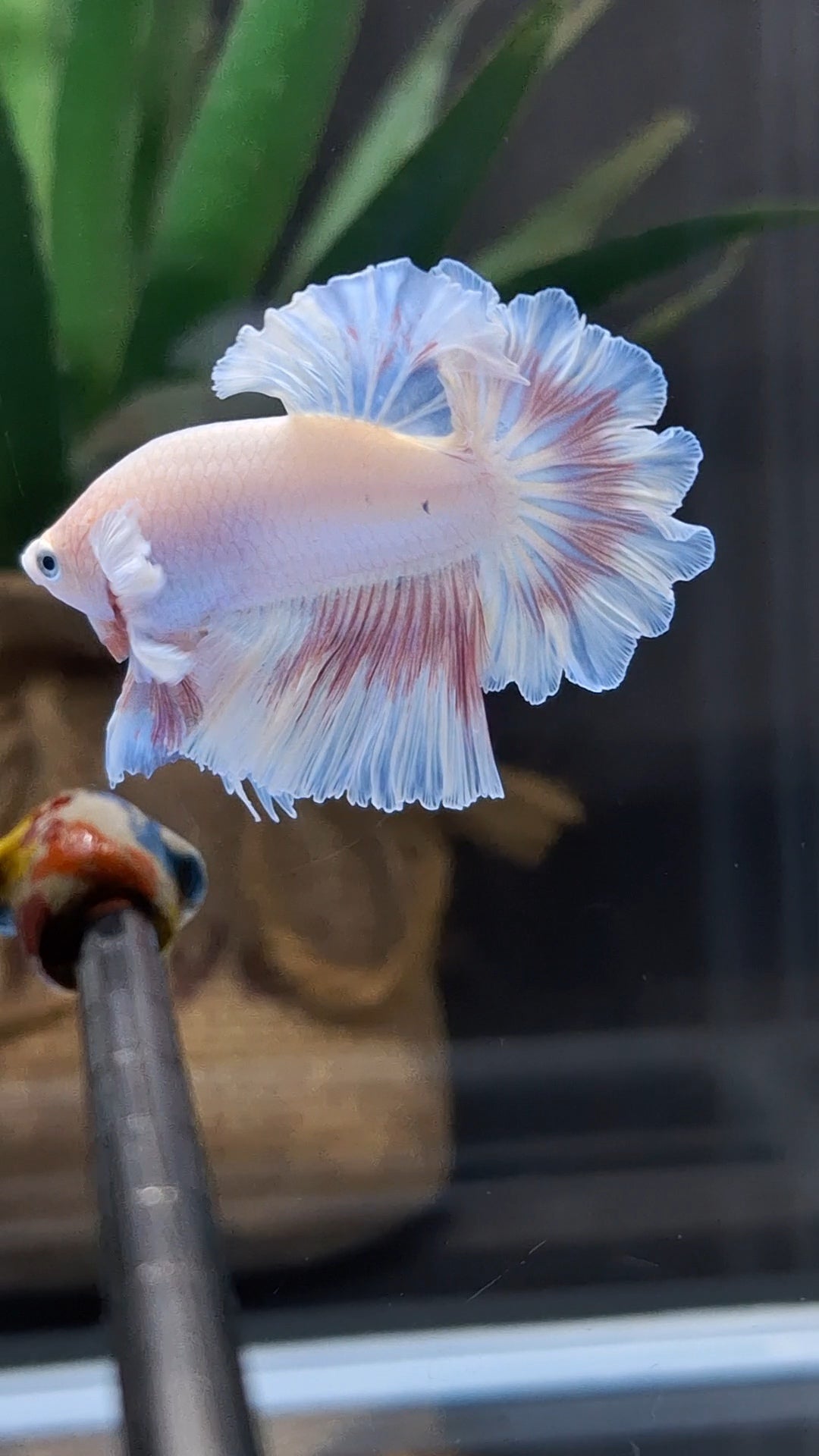 King Feathertail Pink Sweet Color Butterfly Betta Fish Male