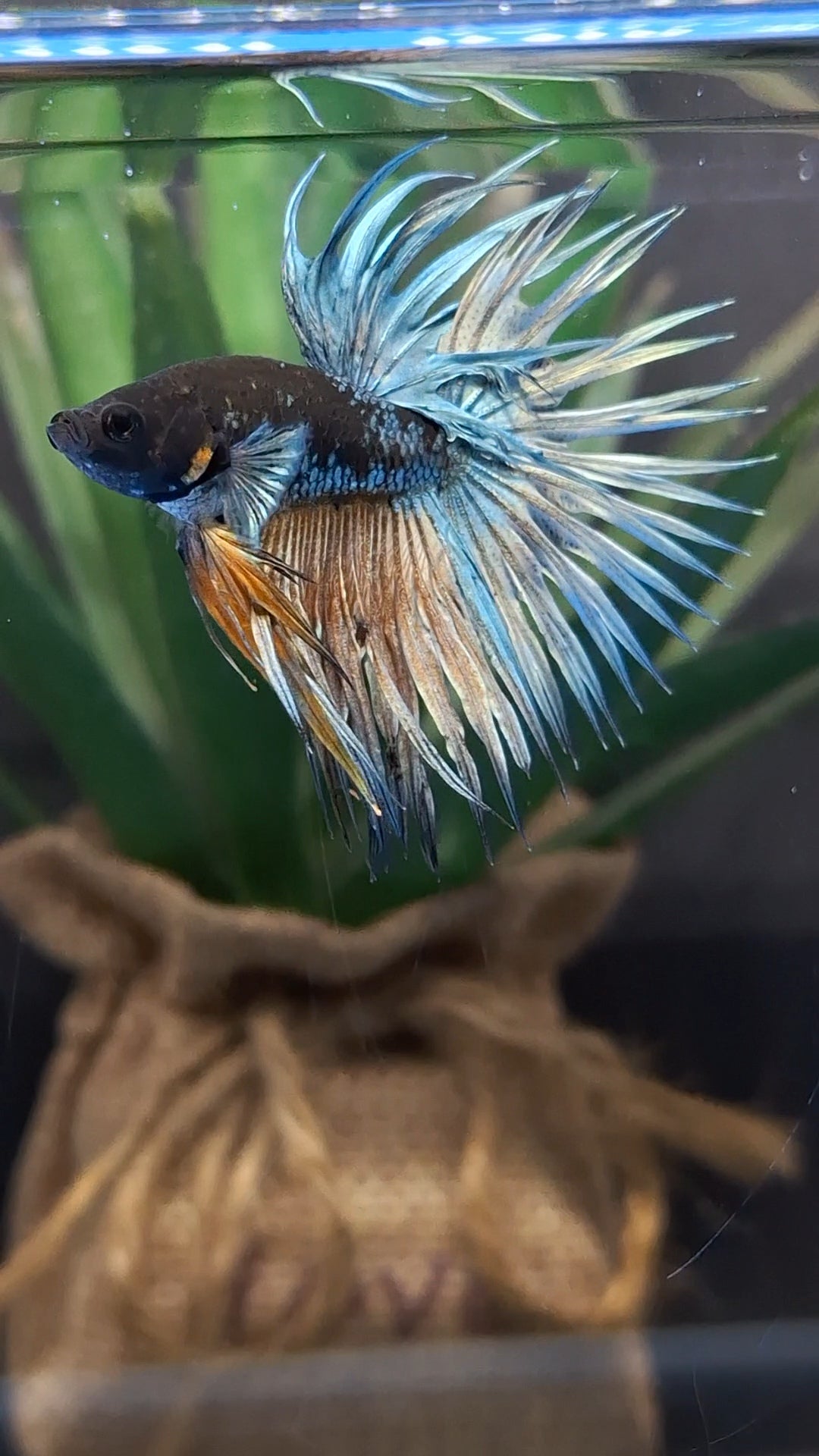 Crowntail Avatar Copper Rare Betta Fish Male