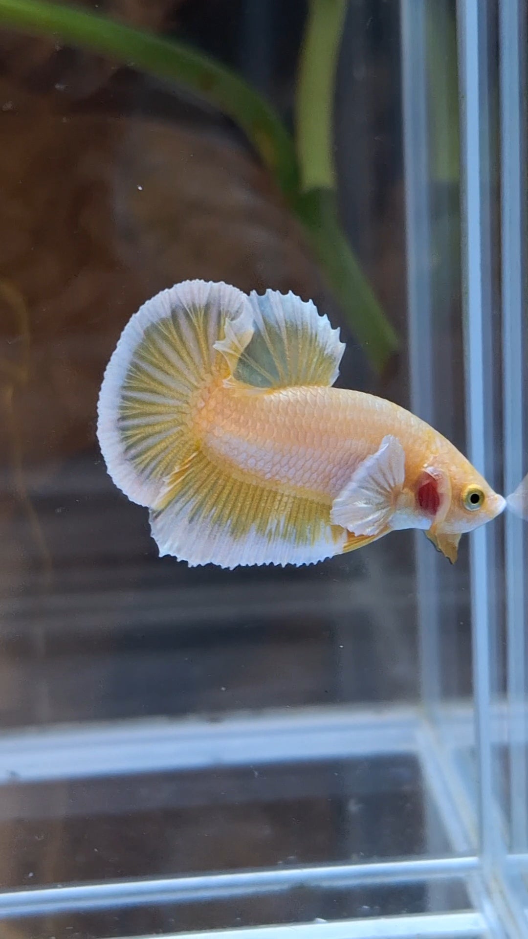 Gold Big Ear Butterfly Plakat Betta Fish Male