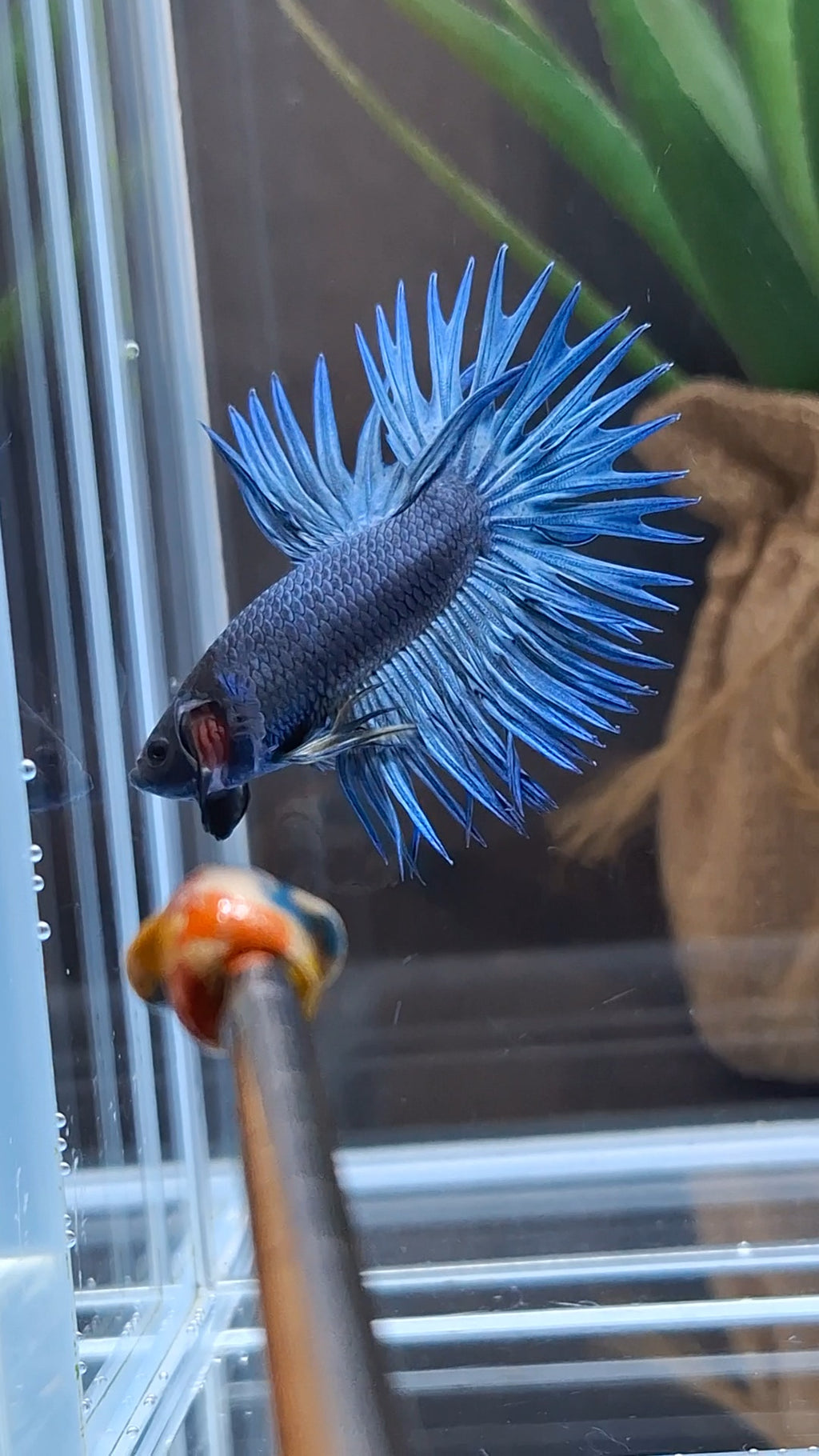 Crowntail Blue Betta Fish Male
