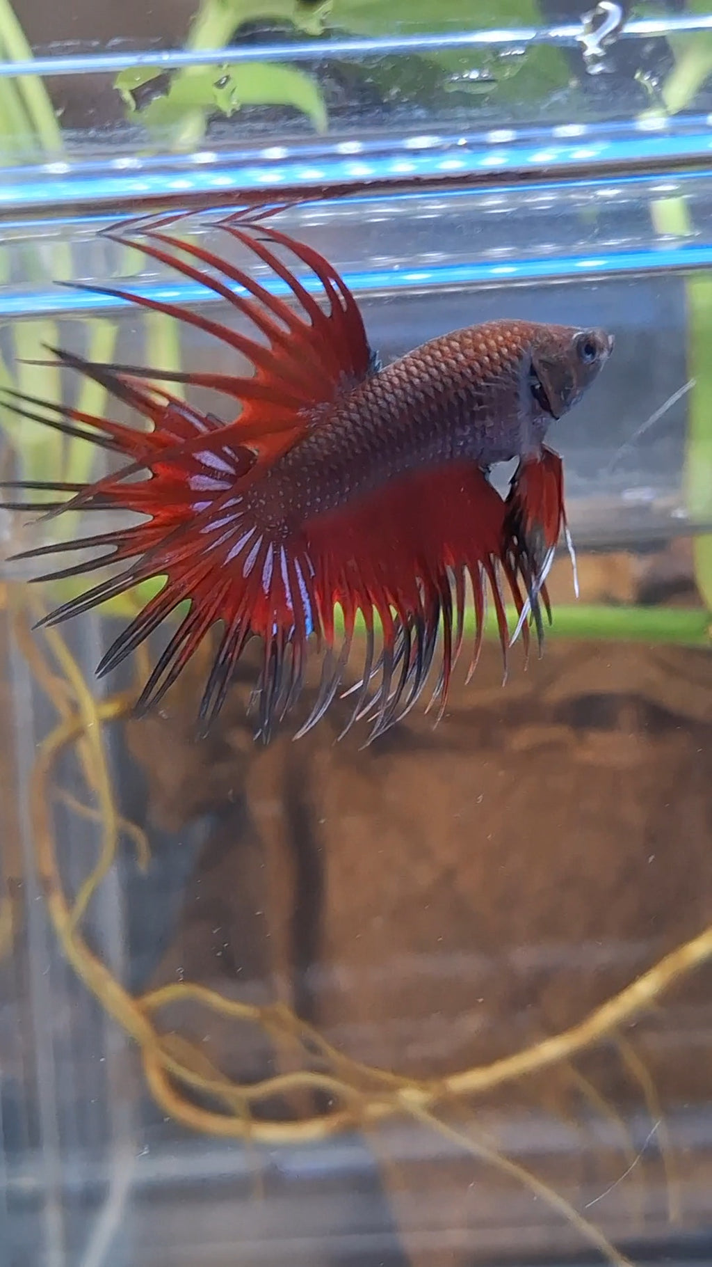 Crowntail Vampire Dark Red Betta Fish Male